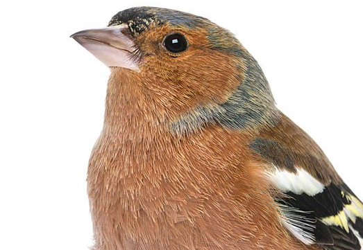 vink